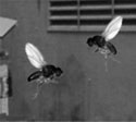 The Rockford Flies